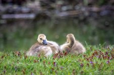 _NIK2089 low res.jpg