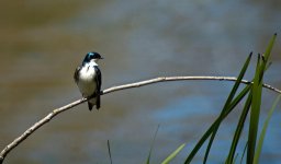 DSC_7293.jpg