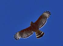 _ROY0103_00001.jpg