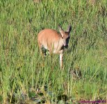 DSC_0263_001.JPG