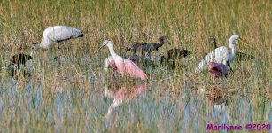 DSC_0310_stitch5_001.JPG
