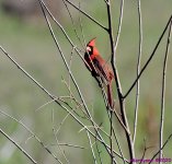 DSC_0340_001.JPG