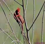 DSC_0345_001.JPG