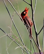DSC_0347_001.JPG