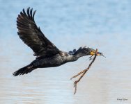 CormorantFlight-555.jpg