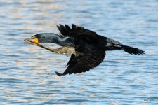 CormorantFlight-556.jpg