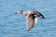 GadwallFlight-555.jpg