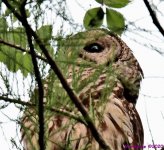 DSC_0419_001.JPG