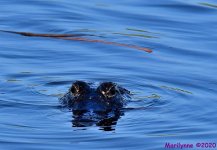 DSC_0475_001.JPG