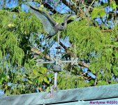 DSC_0503_001.JPG