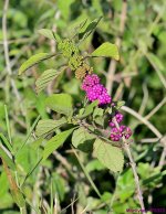 DSC_0508_001.JPG