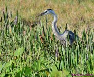 DSC_0510_001.JPG
