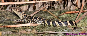DSC_0529_stitch4_001.JPG