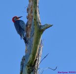 DSC_0555_001.JPG