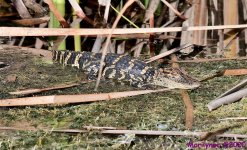 DSC_0560_001.JPG