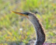 DSC_5343_001.JPG