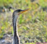 DSC_5344_001.JPG