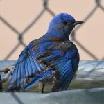 Bluebird5.jpg