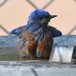 Bluebird11.jpg