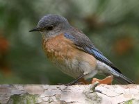 Bluebird18.jpg