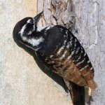 Woodpecker5.jpg