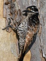 Woodpecker7.jpg