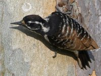 Woodpecker9.jpg