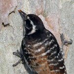 Woodpecker11.jpg