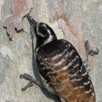 Woodpecker12.jpg
