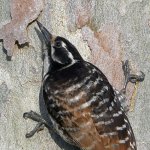 Woodpecker13.jpg