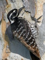 Woodpecker15.jpg
