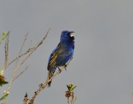 _ROY0329_00001.jpg