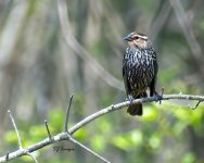Red-Winged Blackbird female 8x10 w logo (_DSC5858)-denoise-denoise-studio.jpg