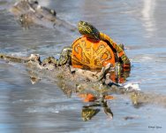 Turtle-500.jpg