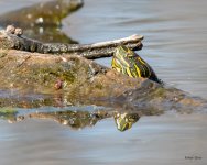 Turtle-501.jpg