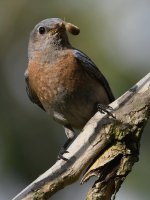 Bluebird3.jpg