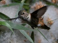 Hummer6.jpg