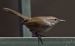 _ROY0519_00001.jpg