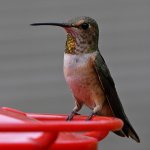 Hummer10.jpg