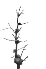2019-12-11 -tree0-B&W.jpg