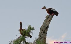 DSC_0563_001.JPG