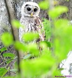 DSC_0626_001.JPG