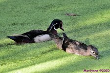 DSC_0764_001.JPG