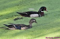DSC_0767_001.JPG