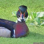 DSC_0795_001.JPG