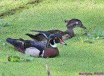 DSC_0806_001.JPG