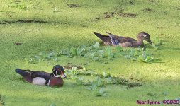 DSC_0815_001.JPG