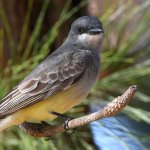 CassinsFlycatcher3.jpg