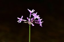 _ROY0652_00001.jpg