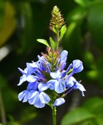 _ROY0720_00001.jpg